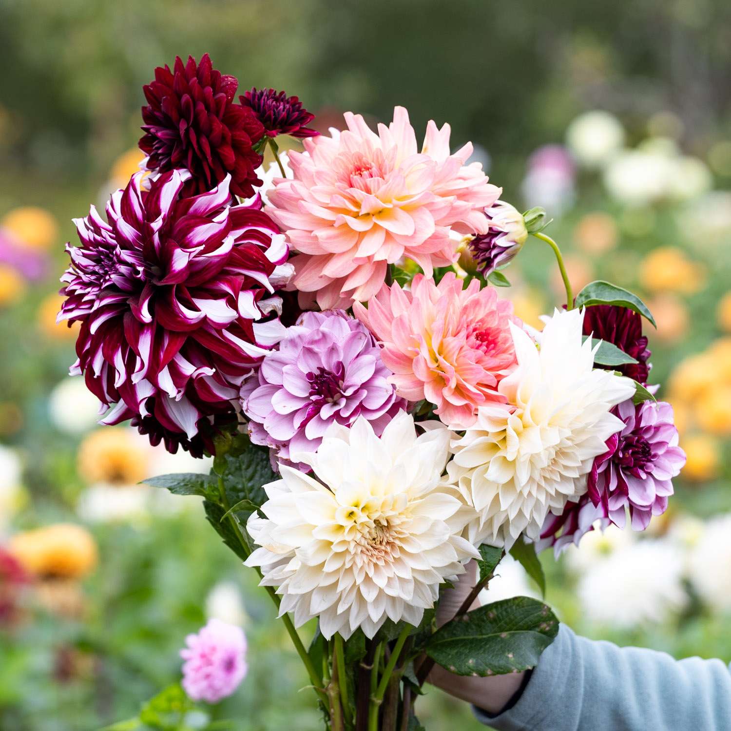 Dahliamix 'Emily Salomon'